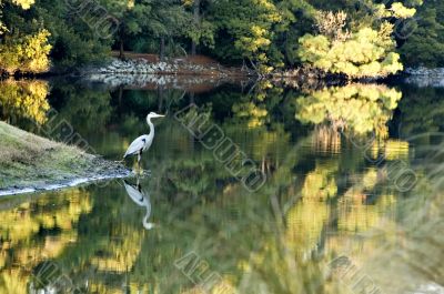 Great Blue Heron and Fall Reflections