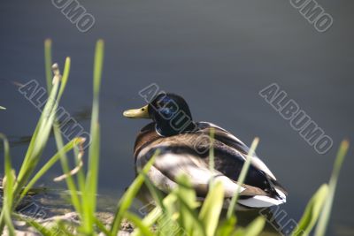 Duck near grasses in lake