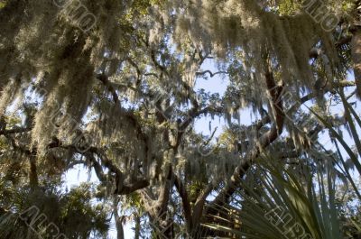 Spanish moss hanging from tree