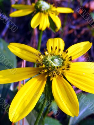 Garden Flower