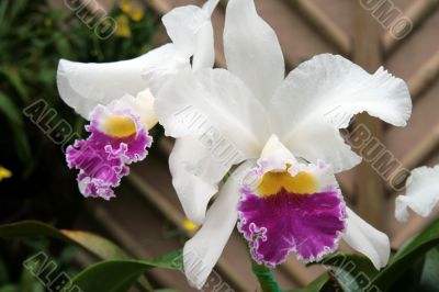 catleya orchid flower