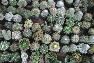 cacti plants