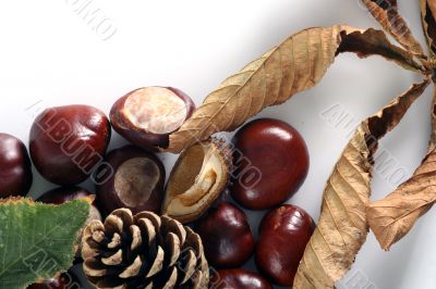 Chestnut at autumn isolated in white background