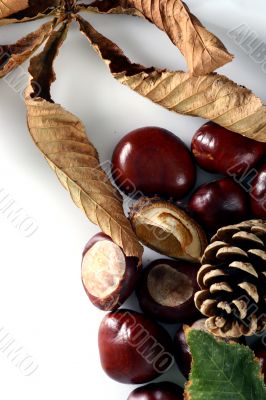 Chestnut at autumn isolated in white background