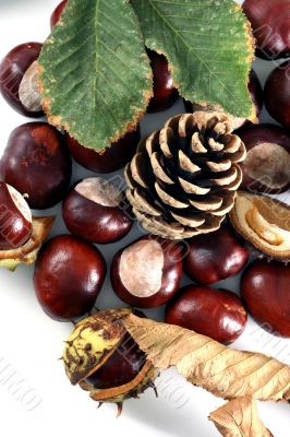 Chestnut at autumn isolated in white background