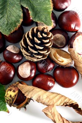 Chestnut at autumn isolated in white background