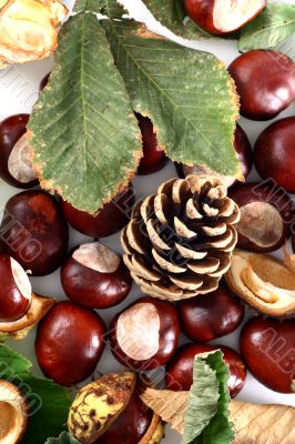 Chestnut at autumn isolated in white background