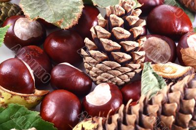 Chestnut at autumn isolated in white background