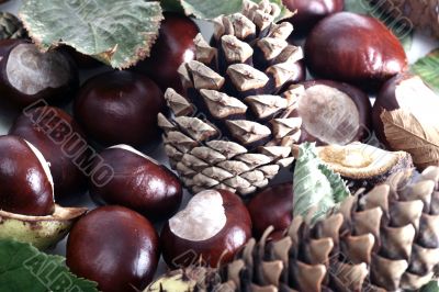 Chestnut at autumn isolated in white background