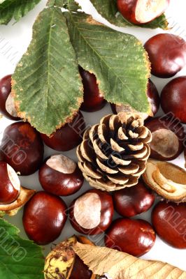 Chestnut at autumn isolated in white background