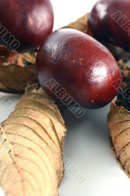 Chestnut at autumn isolated in white background