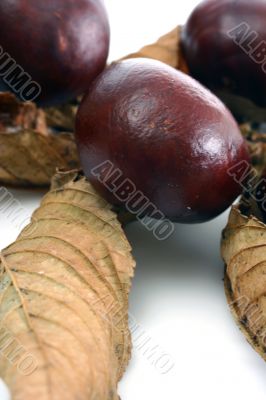 Chestnut at autumn isolated in white background