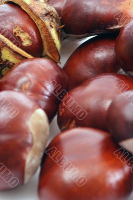 Chestnut at autumn isolated in white background