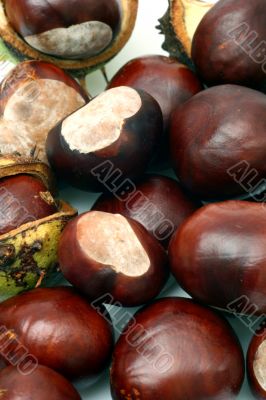 Chestnut at autumn isolated in white background