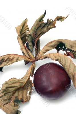 Chestnut at autumn isolated in white background