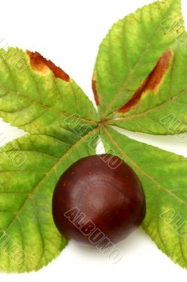 Chestnut at autumn isolated in white background