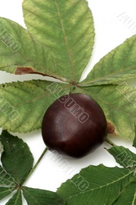 Chestnut at autumn isolated in white background