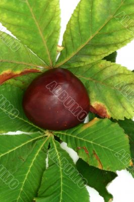 Chestnut at autumn isolated in white background