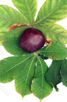 Chestnut at autumn isolated in white background