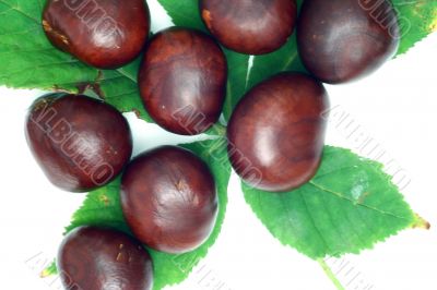 Chestnut at autumn isolated in white background
