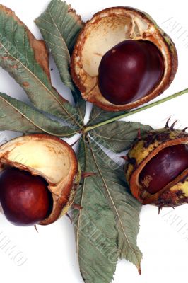 Chestnut at autumn isolated in white background