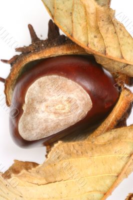 Chestnut at autumn isolated in white background