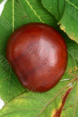 Chestnut at autumn isolated in white background