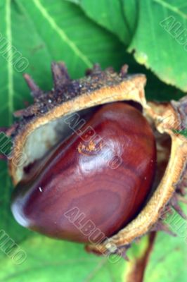 Chestnut at autumn isolated in white background