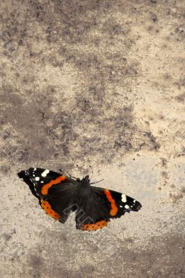 butterfly