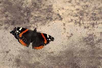 butterfly