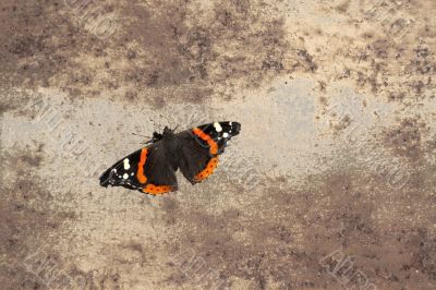 butterfly