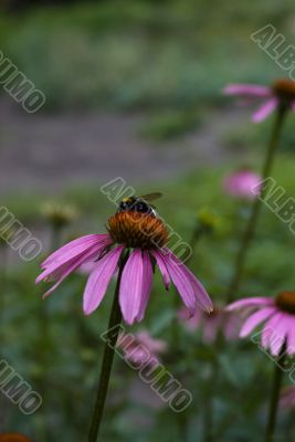 Echinacea purpurea