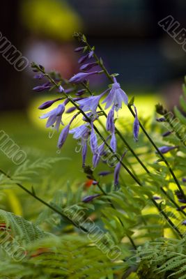 fern and flower in the garden