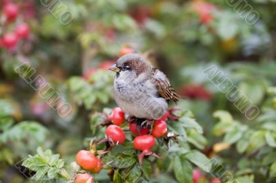 Portrait of a sparrow