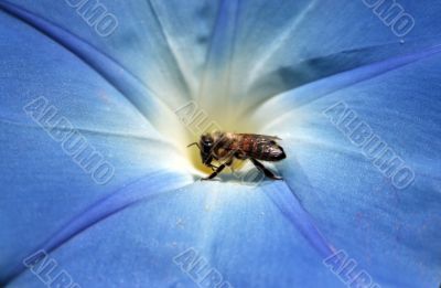 Bee taking honey