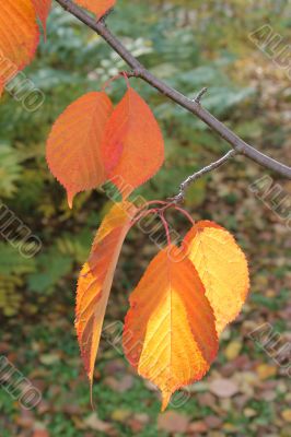 Yellow-orange autumn leaves