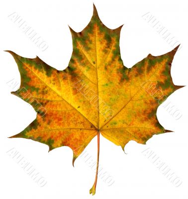 maple leaf