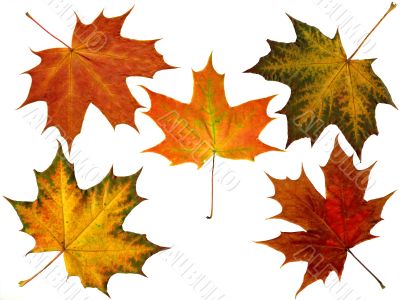 maple leaves