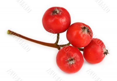 extreme macro of rowan berries