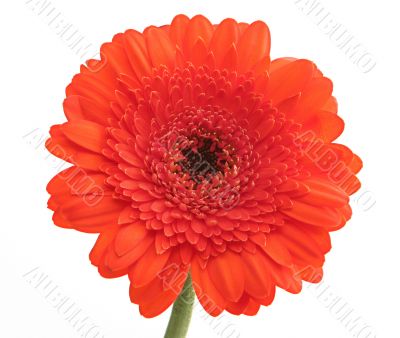 top of gerbera