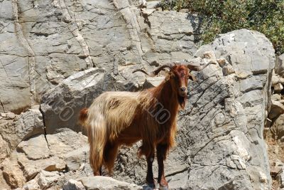 Wild mountain goat