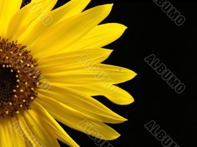 Sunflower Macro