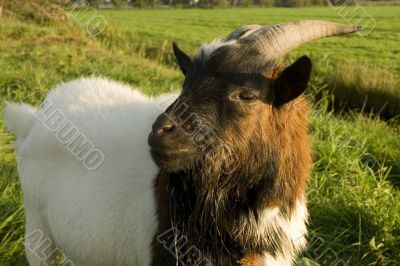 brown-white goat