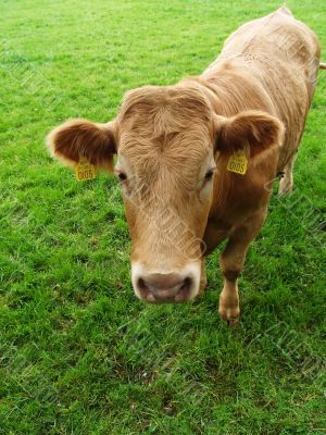 Curious Cow