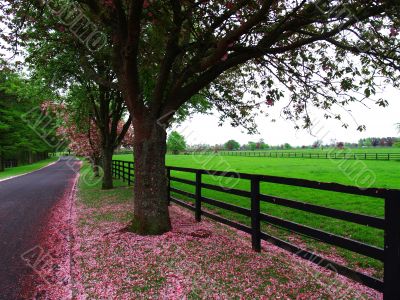 Lush Irish Pasture