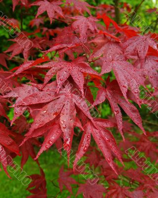 Japanese Maple