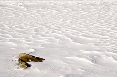 Snow Waves