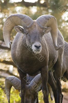 Rocky Mountain bighorn ram