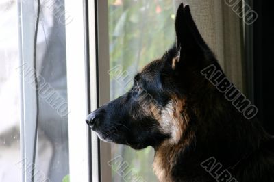 German Shepherd profile