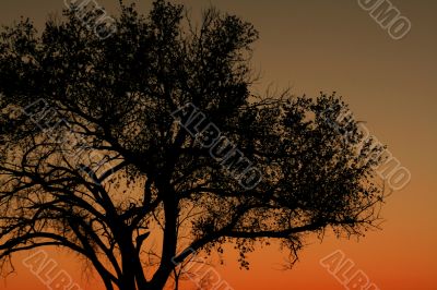 Sunset Tree